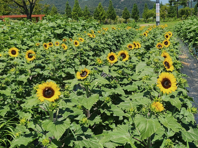 낙동강 둔치인 경남 양산시 황산공원 서부광장 인근 2000㎡ 부지와 전망대 인근 1000㎡ 부지에 여러 품종의 해바라기가 각각 식재돼 방문객을 맞이하고 있다. 양산시 제공