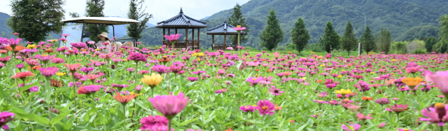 6일 경남 거창군 남상면 거창창포원에 여름꽃의 대명사인 백일홍이 활짝 피어 있다. 창포원 백일홍 단지는 창포원 맨발로 걷는 길을 따라 조성돼 힐링 명소로 인기가 높다. 폭염이 이어지는 가운데 직원들의 노력으로 6500㎡ 규모 꽃밭에는 30만 본의 백일홍이 형형색색의 모습으로 피어났다. 거창군 제공