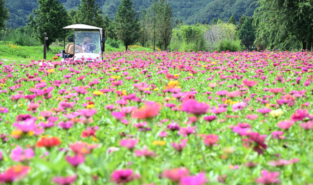 6일 경남 거창군 남상면 거창창포원에 여름꽃의 대명사인 백일홍이 활짝 피어 있다. 창포원 백일홍 단지는 창포원 맨발로 걷는 길을 따라 조성돼 힐링 명소로 인기가 높다. 폭염이 이어지는 가운데 직원들의 노력으로 6500㎡ 규모 꽃밭에는 30만 본의 백일홍이 형형색색의 모습으로 피어났다. 거창군 제공
