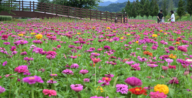 6일 경남 거창군 남상면 거창창포원에 여름꽃의 대명사인 백일홍이 활짝 피어 있다. 창포원 백일홍 단지는 창포원 맨발로 걷는 길을 따라 조성돼 힐링 명소로 인기가 높다. 폭염이 이어지는 가운데 직원들의 노력으로 6500㎡ 규모 꽃밭에는 30만 본의 백일홍이 형형색색의 모습으로 피어났다. 거창군 제공