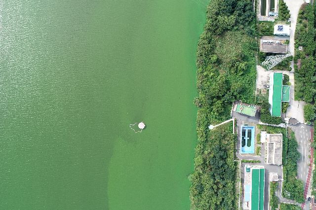 지난 2018년 8월 부산 시민의 식수원인 경남 양산시 물금읍 물금취수장 앞 낙동강이 녹색으로 변한 모습. 김경현 기자 view@