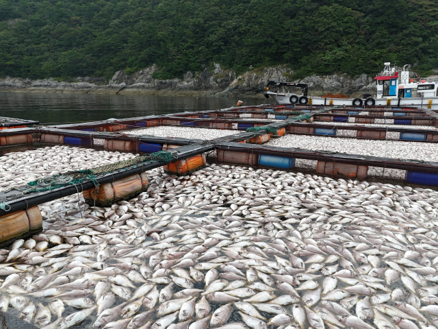 남해군 양식장에서 참돔 수만 마리가 폐사한 모습. 남해군 제공