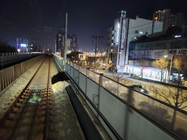 10일 오전 10시 50분께 부산 부산진구 어린이대공원에서 멧돼지가 출몰했다는 신고가 접수됐다. 사진은 올해 1월 부산도시철도 1호선 구서역과 두실역 사이 선로에 출현한 멧돼지. 부산일보DB