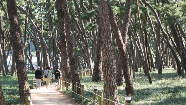 한 가족이 경남 밀양시 삼문송림에서 산책을 즐기고 있다. 남태우 기자