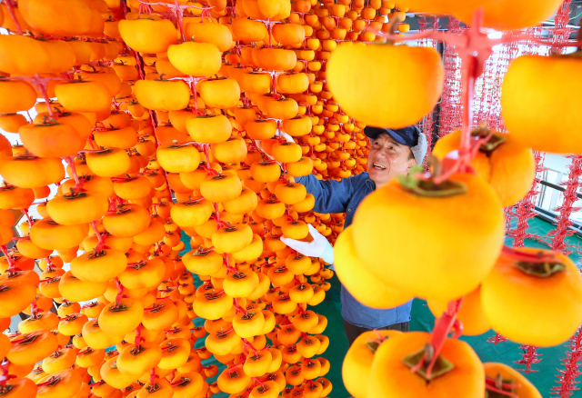 절기상 입동(立冬)을 이틀 앞둔 5일 경남 함양군 서하면 봉전리 오현마을 신서성 씨가 곶감 건조대에 매달린 곶감을 정성스레 손질하고 있다. 곶감 제조는 날씨가 서늘해지는 늦가을~초겨울 본격적으로 시작된다. 함양에서는 매년 12월 ‘지리산 함양 곶감’ 초매식이 열린다. 함양군 제공