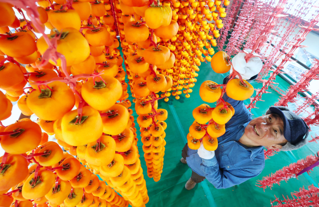절기상 입동(立冬)을 이틀 앞둔 5일 경남 함양군 서하면 봉전리 오현마을 신서성 씨가 곶감 건조대에 매달린 곶감을 정성스레 손질하고 있다. 곶감 제조는 날씨가 서늘해지는 늦가을~초겨울 본격적으로 시작된다. 함양에서는 매년 12월 ‘지리산 함양 곶감’ 초매식이 열린다. 함양군 제공