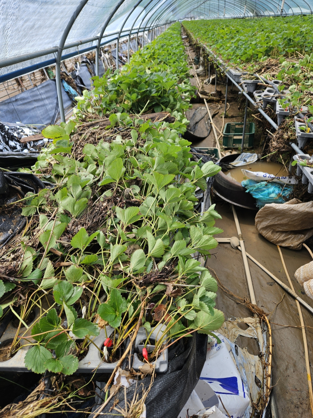 지난 7월 수해 당시 모종이 물에 잠긴 모습. 독자 제공