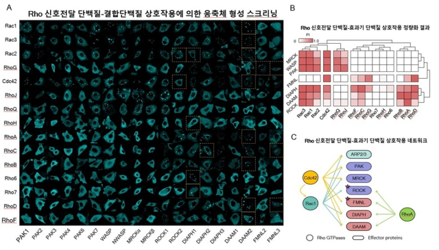 그림. 소형 GTP결합 단백질과 결합하는 단백질 상호작용의 스크리닝. 15종의 Rho 단백질과 19종의 결합 후보 단백질 간 총 285쌍의 상호작용을 스크리닝하여 139쌍의 양성 상호작용을 규명했다. 특히 Rac1–ROCK 축과Cdc42–FMNL 축이 세포 이동의‘직진’과‘회전’을 결정하는 핵심 회로임을 밝혀냈다. KAIST 제공