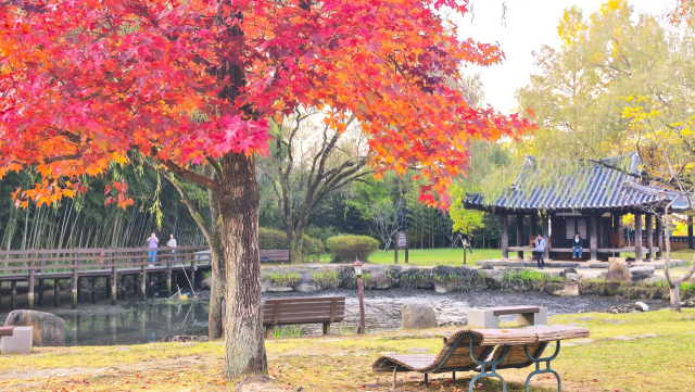 전남 담양군 죽녹원을 찾은 여행객들이 면앙정과 나무데크에서 빨갛게 익어가는 가을의 향기를 만끽하고 있다. 남태우 기자