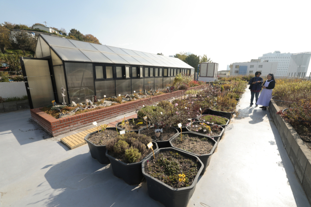 알로이시오기지1968 ‘기지 1동’ 5층의 ‘옥상텃밭’. 다양한 허브·식용 꽃·식충식물·무초(舞草)들이 자라는 곳이다. 정대현 기자 jhyun@