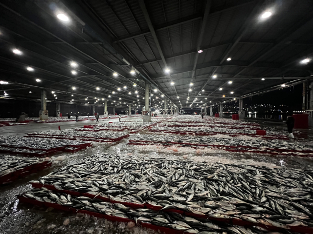 예년보다 1.5배~2배에 달하는 고등어가 잡힌 지난 22일 부산 서구 남부민동 부산공동어시장 모습. 부산공동어시장 제공