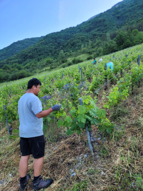 하석환 씨가 포도밭을 가꾸고 있다.