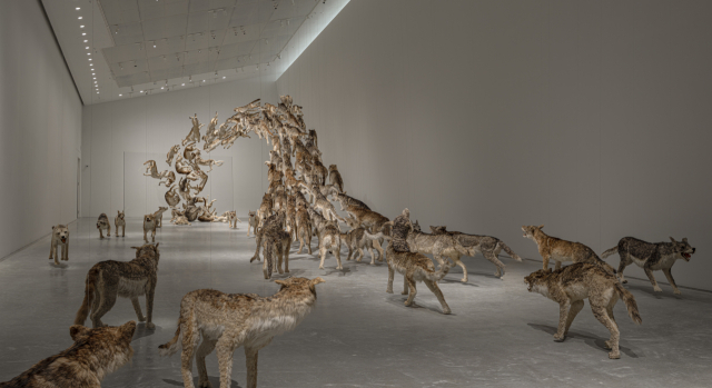 일본 '나오시마 신미술관' 개관 기념 전시에서 선보이고 있는 중국 작가 차이궈창(Cai Guo-Qiang)의 'Head On'(2006) 설치 모습. 촬영 Kenryou Gu. 공익재단법인 후쿠다케재단(福武財団) 제공