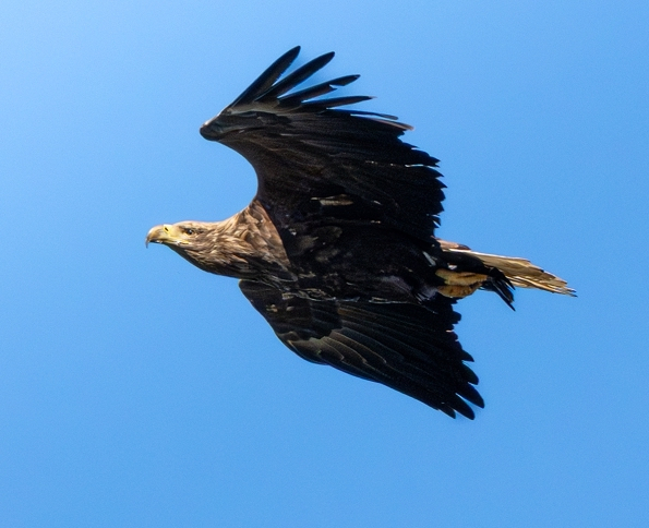 울산 울주군 회야댐 일원에서 포착된 멸종위기야생생물 1급 흰꼬리수리 성조의 비행 모습. 매년 겨울 회야댐을 찾아 월동하는 대표적인 겨울 철새다. 울산시 새통신원·짹짹휴게소 제공