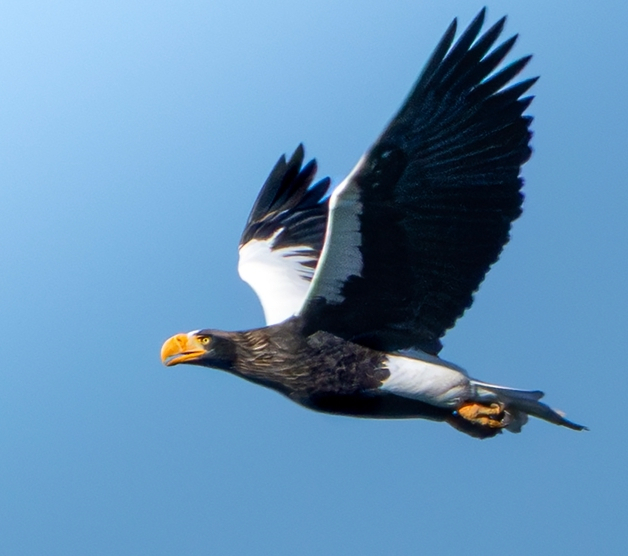 지난 7일 울산 울주군 회야댐 일원에서 포착된 국제적 보호종이자 멸종위기야생생물 1급 참수리 성조가 날개를 편 채 활공하고 있다. 육중한 노란 부리와 어깨 부위의 흰색 깃털이 검은 몸체와 대비돼 강렬한 인상을 준다. 울산시 새통신원·짹짹휴게소 제공