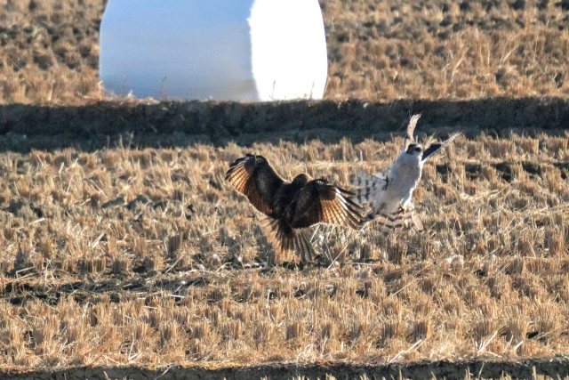 먹이를 가로채려는 말똥가리와 이를 지키려는 참매가 들녘에서 팽팽하게 맞서고 있다. 시민생물학자 윤기득 사진작가 제공