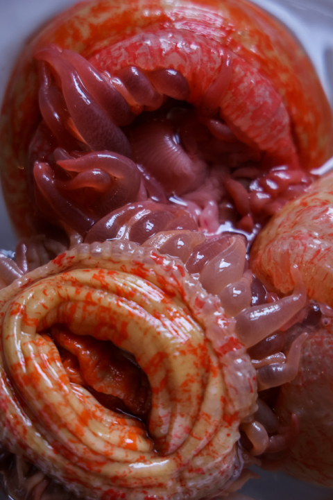 풍선말미잘. ‘아워플래닛’ 제공