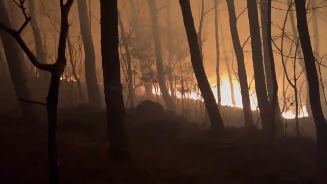 부산 동래구 사직동 금정봉 정상에서 발생한 화재가 번지며 소방 당국이 대응 2단계를 발령했다. 사진은 화재 현장 모습. 부산소방재난본부 제공