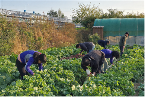 2025년 하반기 영농 드림팀 정착지원 교육(귀농귀촌 33기) 교육생들이 현장 텃밭 실습을 통해 정식부터 수확까지 전 과정을 직접 경험하며 배추와 무를 재배하는 모습.
