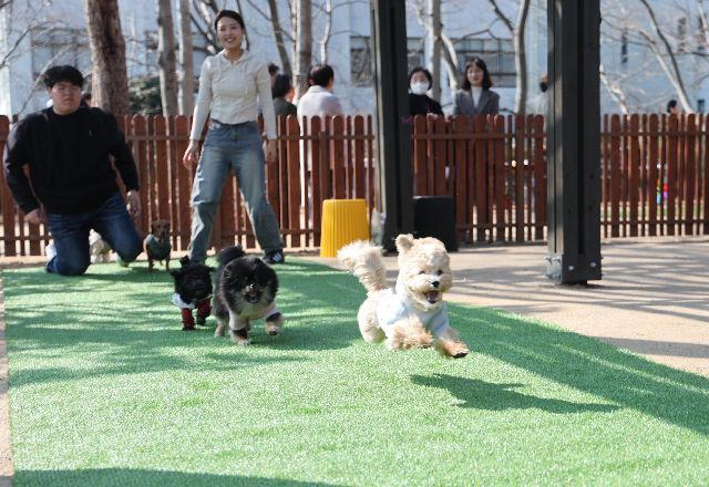 부산 남구 동명대학교 캠퍼스 내에서 반려견 놀이터 '동숲'에서 반려견들이 뛰어 놀고 있는 모습. 부산일보DB