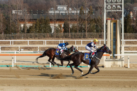 헤럴드경제배 경주, 장거리 스타마 총출동