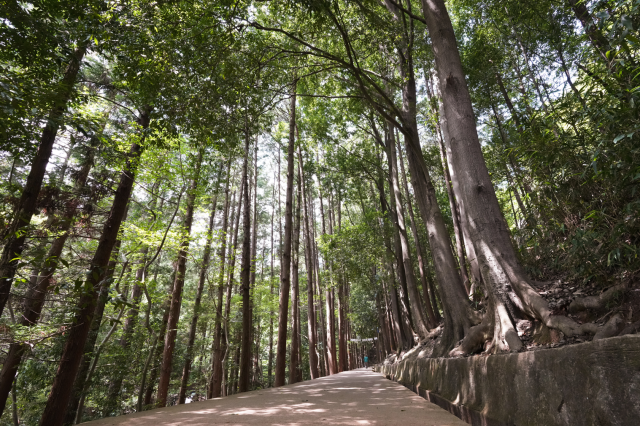 부산시가 갈맷길 주요 지점을 선정해 전망대, 야간 경관을 확대하고 휴식 공간 등을 조성하는 명소화 사업을 올해부터 본격 추진한다. 사진은 사업 대상지인 부산진구 백양산 편백길 모습. 부산진구청 제공