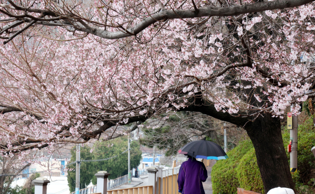 부울경 지역 벚꽃 만개가 31일로 예상되고 있다. 25일 오후 부산 동구 산복도로에 벚꽃이 일부 개화해 화사한 자태를 뽐내고 있다. 정종회 기자 jjh@