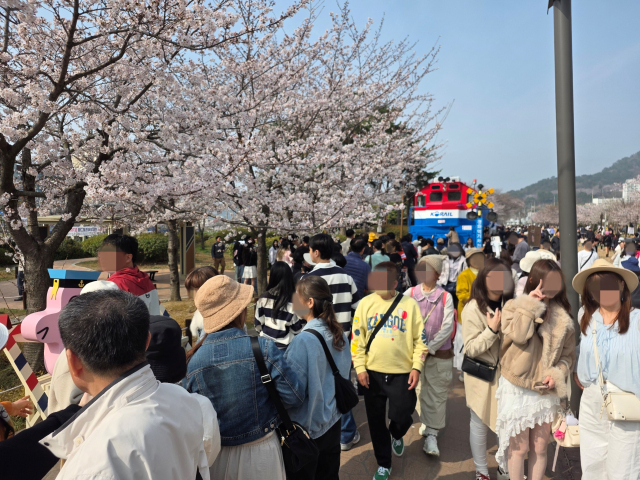 29일 경남 창원시 진해구 경화역 일대. 강대한 기자