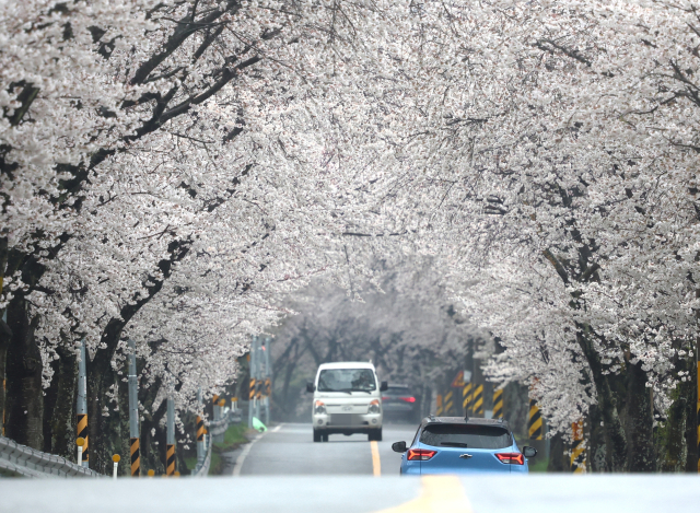 봄비가 내리는 9일 경남 함양군 백전면 벚꽃이 만개한 ‘벚꽃터널’을 차량들이 지나가고 있다. 함양군은 백전면은 벚꽃 명소인 백운산이 위치해 있으며, 특히 50리에 달하는 벚꽃 드라이브 코스가 조성돼 있어 해마다 수많은 상춘객이 몰린다. 함양군 제공