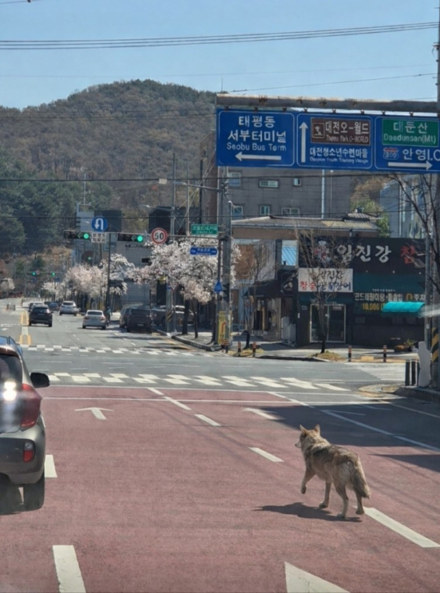 거리를 배회하는 늑대. 연합뉴스