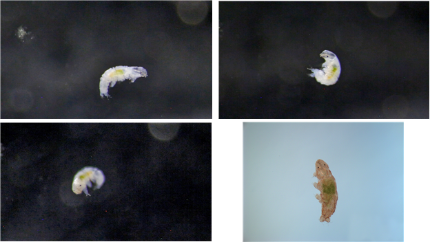남극세종기지 인근에서 발견해 실험실에서 번식에 성공한 신종 물곰(완보동물) ‘닥틸로비오투스 오비뮤탄스(Dactylobiotus ovimutans). 극지연구소 제공
