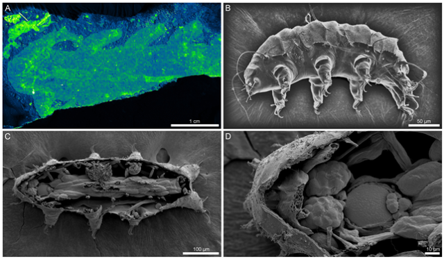 5억 년 전 vs. 현생 물곰(완보동물). (A) 5억 년 전 캄브리아기 엽족동물(완보동물의 조상) 화석, (B) 현생 완보동물, (C) 등-배면을 따라 절개된 완보동물 해부사진, (D) 절개한 머리를 확대한 모습. 극지연구소 제공
