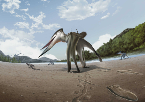 사냥하는 익룡 발자국, 세계 최초 발견