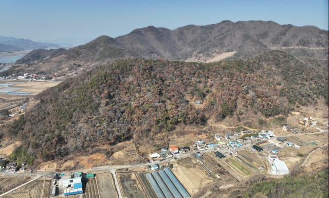 소나무재선충이 확산하면서 행정 당국은 소나무 대신 편백 등으로 수종을 바꾸는 작업을 시행하고 있다. 사진은 수종 전환사업 대상지인 경남 김해시 한림면 금곡리 일대의 산림. 김해시 제공
