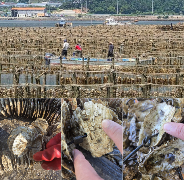 광복절 연휴 거제를 덮친 극한 호우에 양식 굴 종패 단련장도 초토화 됐다. 노재하 거제시의원·굴수협 제공