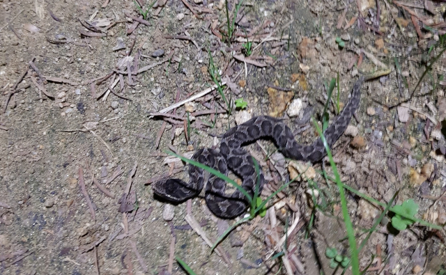 부산 북구 화명생태공원에서 목격된 살모사. 독자 제공