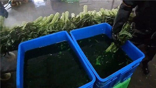 사진은 중국 소셜미디어 웨이보서 확산한 줄기상추 염색 영상의 한 장면. 홍콩 성도일보 캡처. 연합뉴스