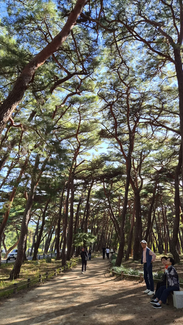 운문사를 만나기전 마주치는 솔바람길.